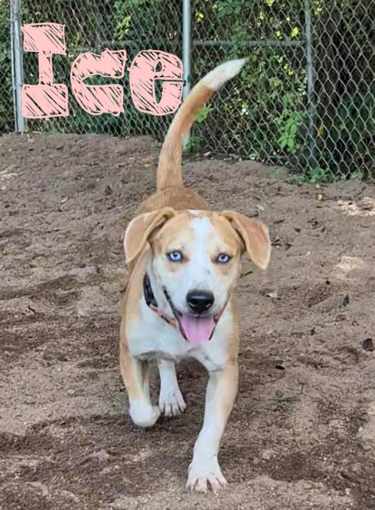 Enlarge Ice, a Adoptable Labrador Retriever in Rutherfordton, NC image 4/4
