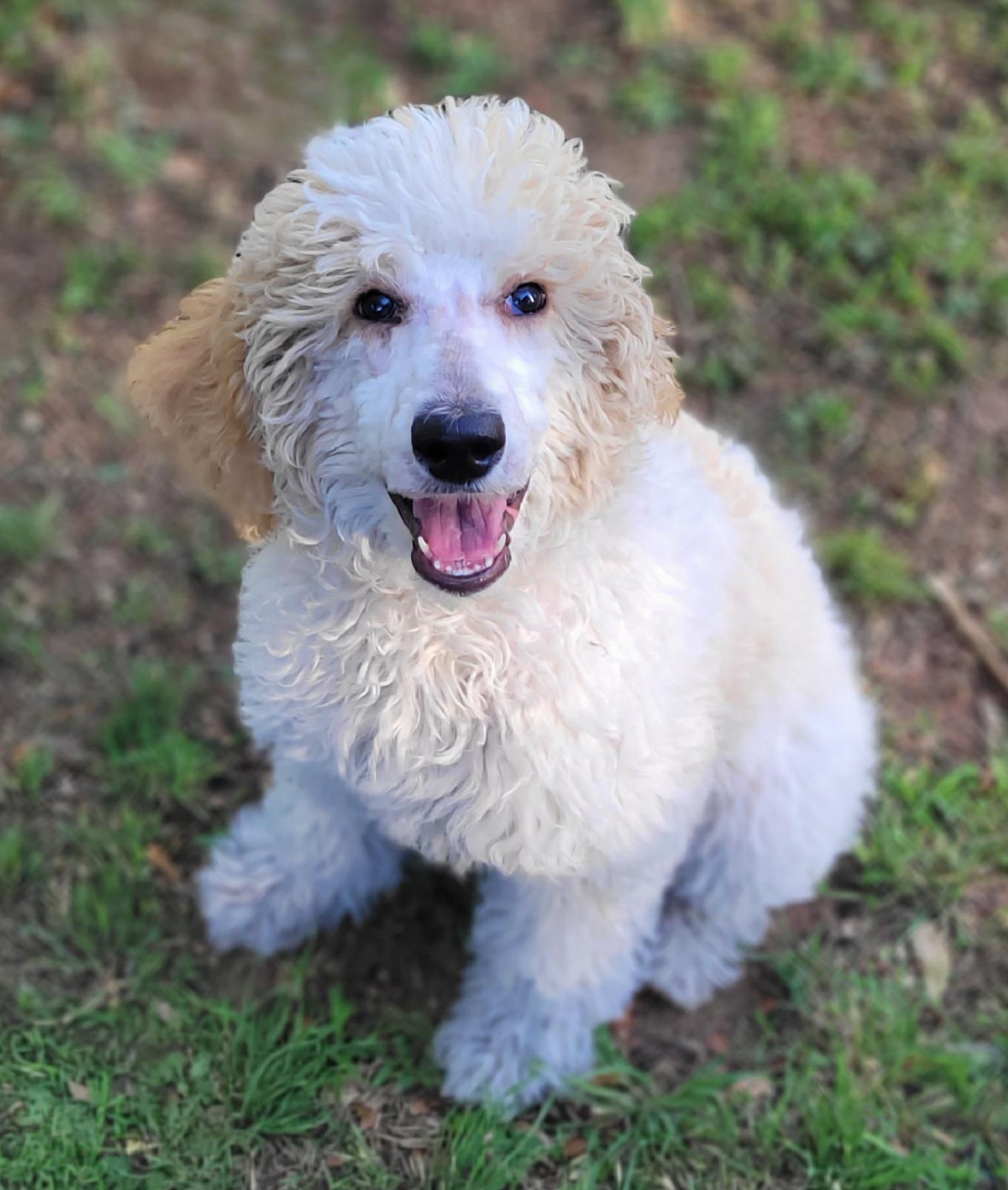 Annie, a ADOPTABLE Standard Poodle in Vernon, TX image 1/3
