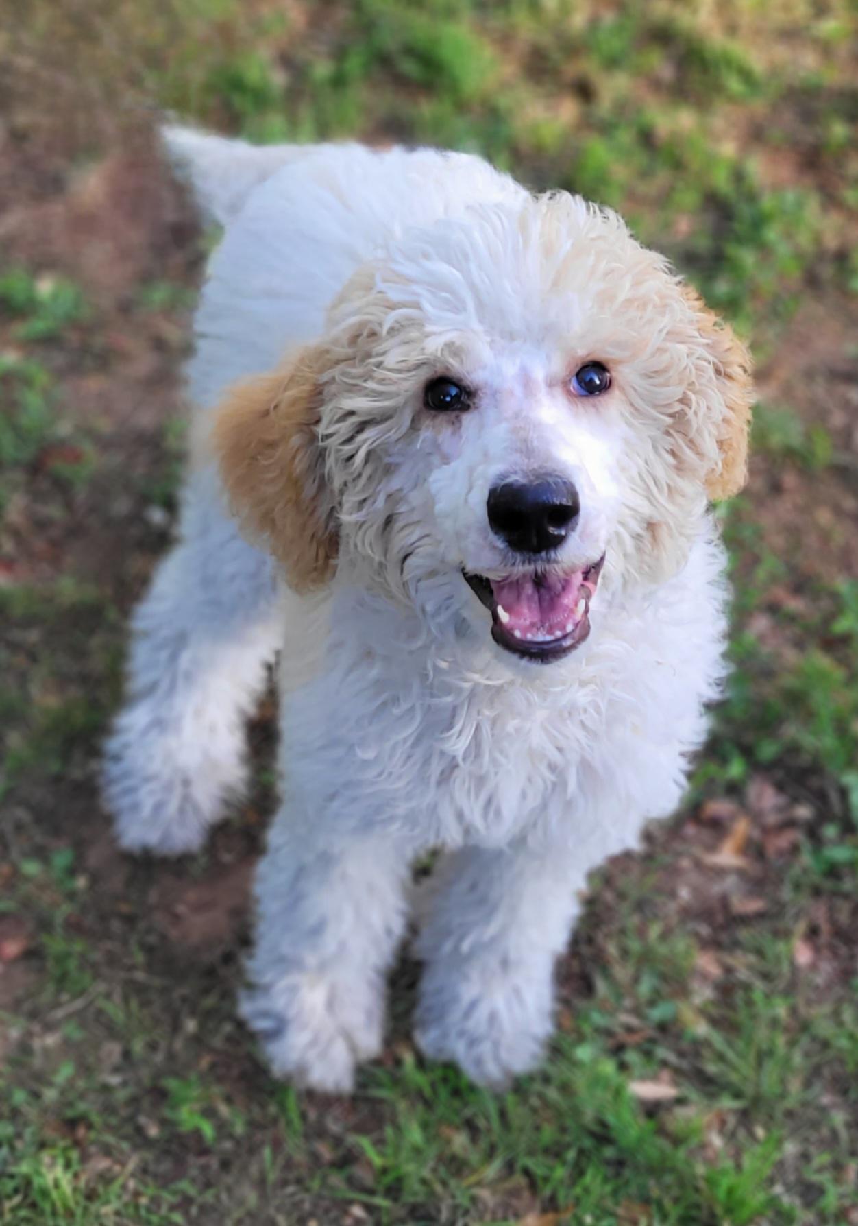 Annie, a ADOPTABLE Standard Poodle in Vernon, TX image 2/3