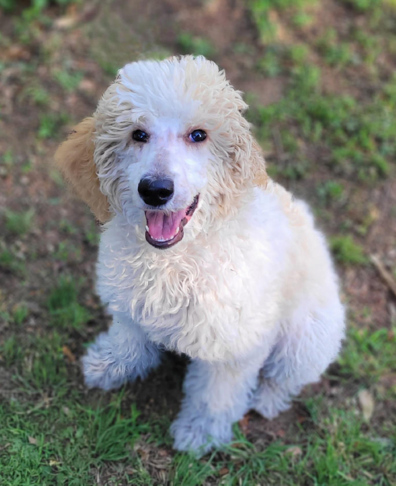 Annie, a ADOPTABLE Standard Poodle in Vernon, TX image 3/3