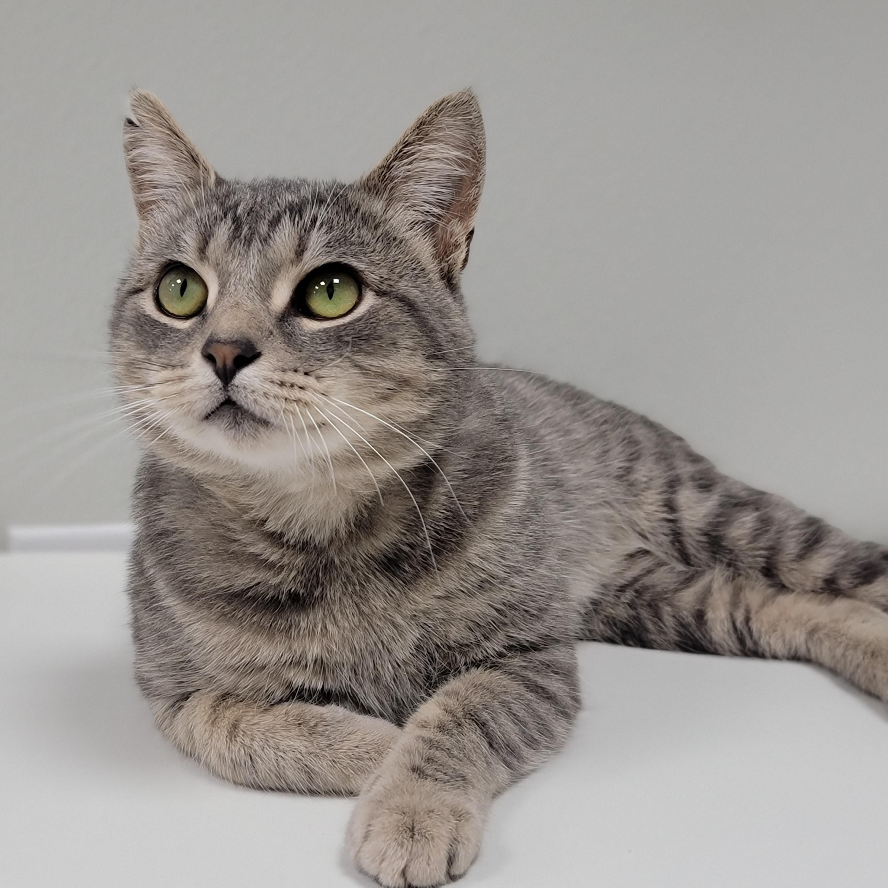 Jazzy, Adoptable, Adult Male Domestic Short Hair.