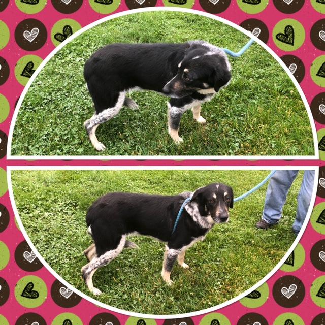 Enlarge ALAMEETA, a ADOPTABLE mixed breed in Buckhannon, WV image 1/1