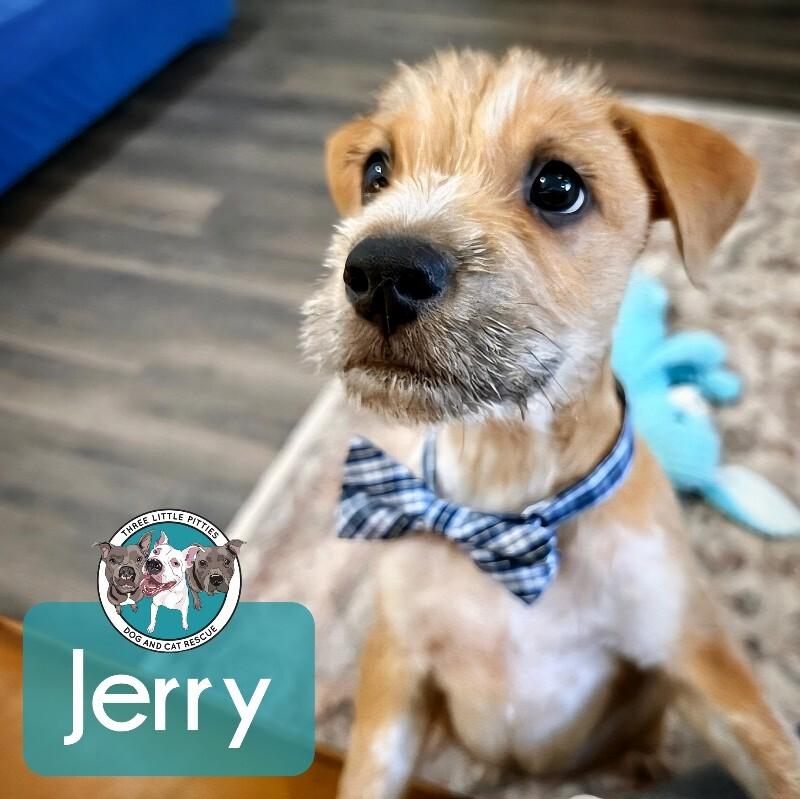 Jerry Scruffy — thumbnail 3
