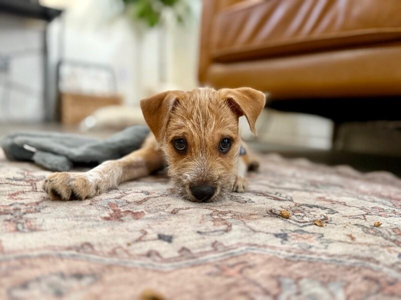 Jerry Scruffy — thumbnail 5