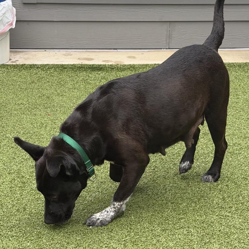 Dutchess, Adoptable, Adult Female Black Labrador Retriever & Hound.
