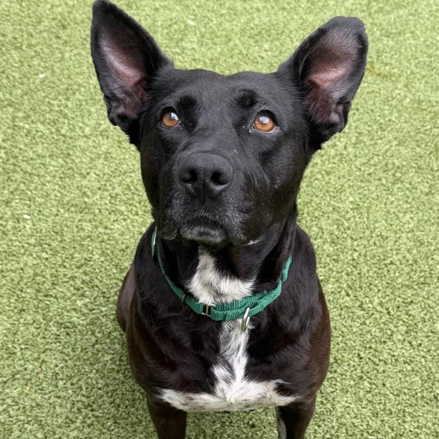 Dutchess, a Adoptable mixed breed in Greensboro, NC image 2/6