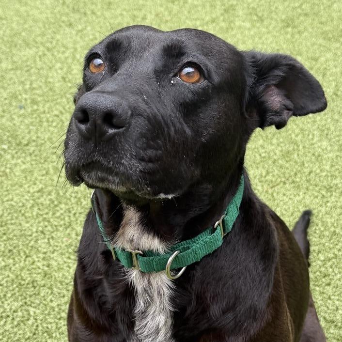 Dutchess, a Adoptable mixed breed in Greensboro, NC image 3/6