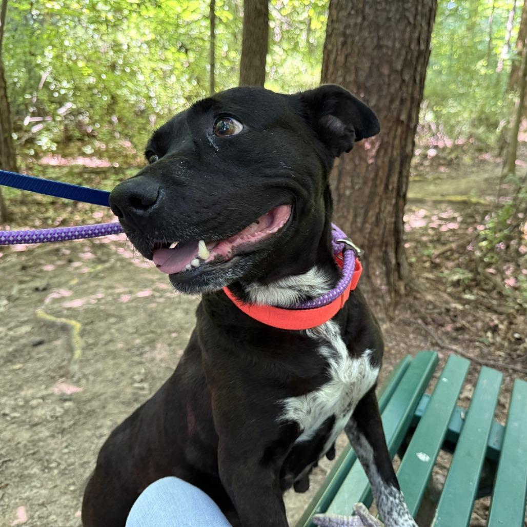 Dutchess, a Adoptable mixed breed in Greensboro, NC image 4/6
