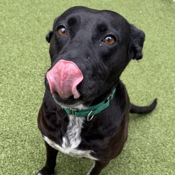 Dutchess, a Adoptable mixed breed in Greensboro, NC image 5/6