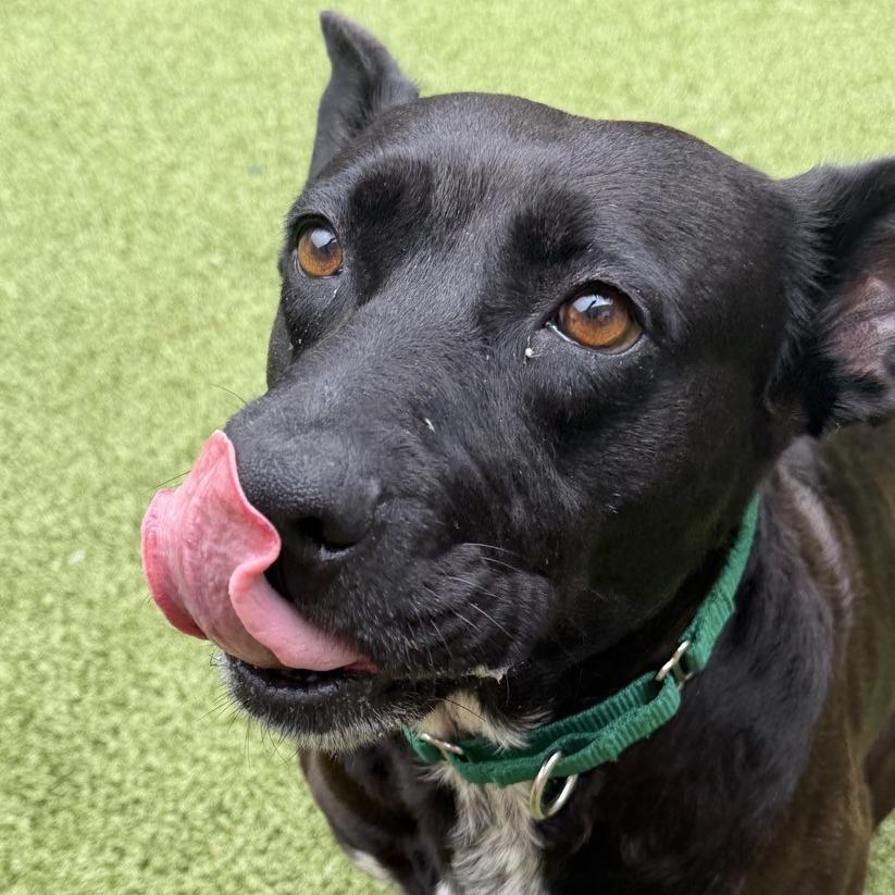Dutchess, a Adoptable mixed breed in Greensboro, NC image 6/6