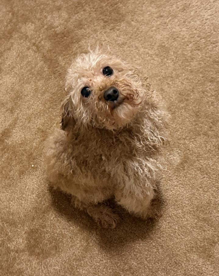 Barbie, Adoptable, Adult Female Poodle.