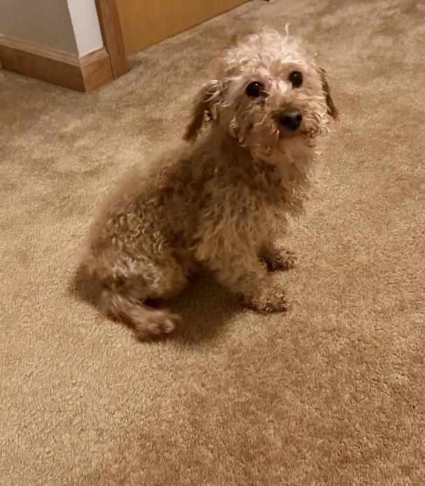 Enlarge Barbie, a Adoptable Poodle in Cheektowaga, NY image 2/4