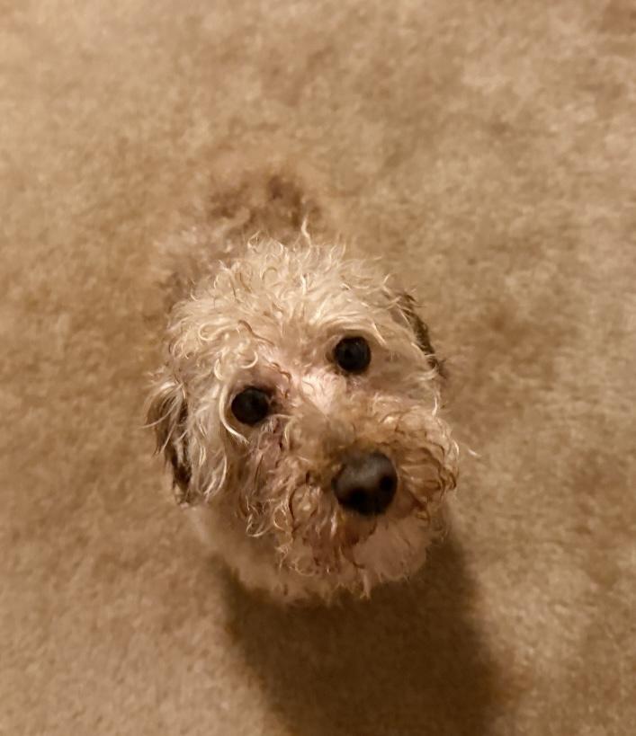 Enlarge Barbie, a Adoptable Poodle in Cheektowaga, NY image 3/4