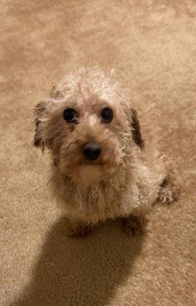 Enlarge Barbie, a Adoptable Poodle in Cheektowaga, NY image 4/4