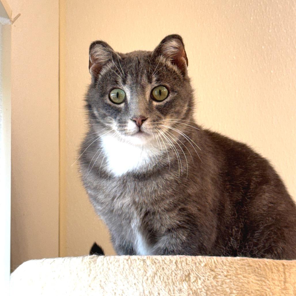 Baxter, a Adoptable Domestic Short Hair in Redwood Falls, MN image 2/3
