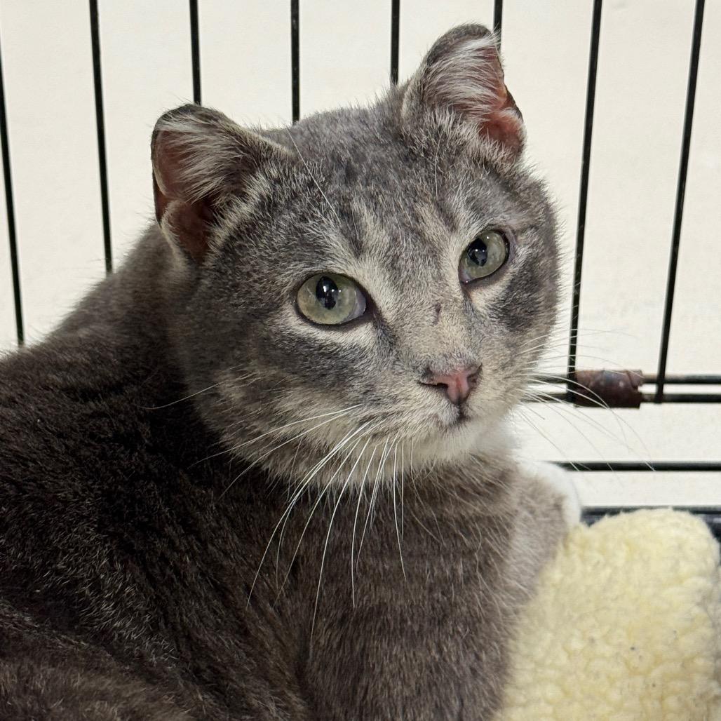 Baxter, Adoptable, Young Male Domestic Short Hair.