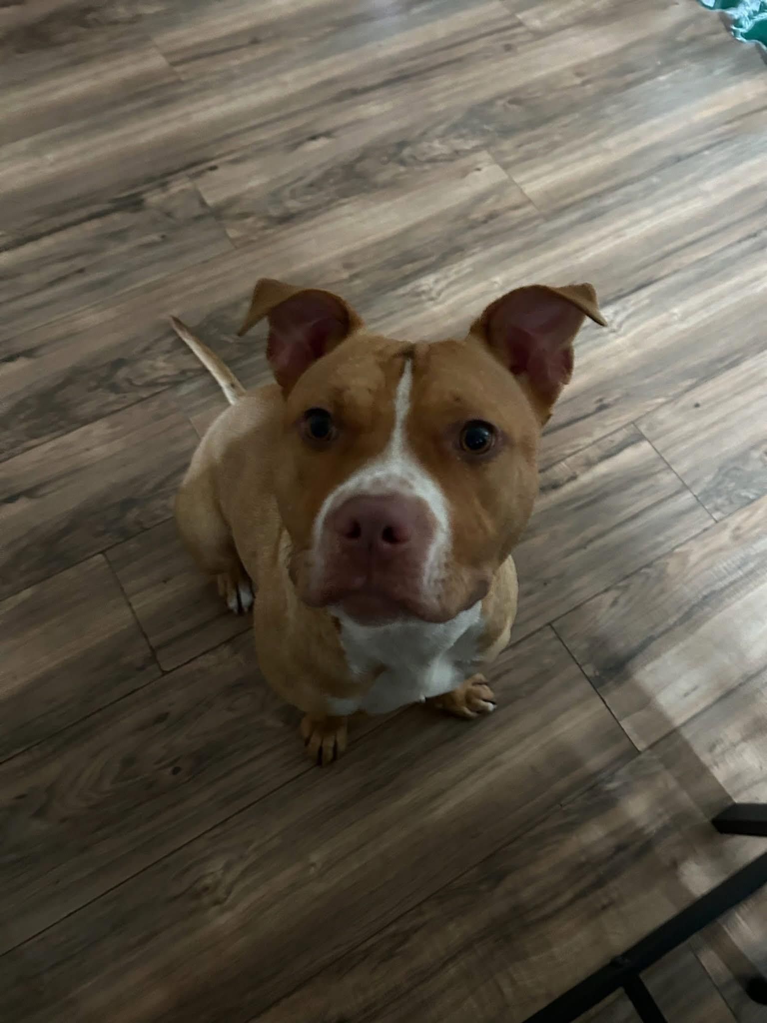 Luna, Adoptable, Young Female Pit Bull Terrier.