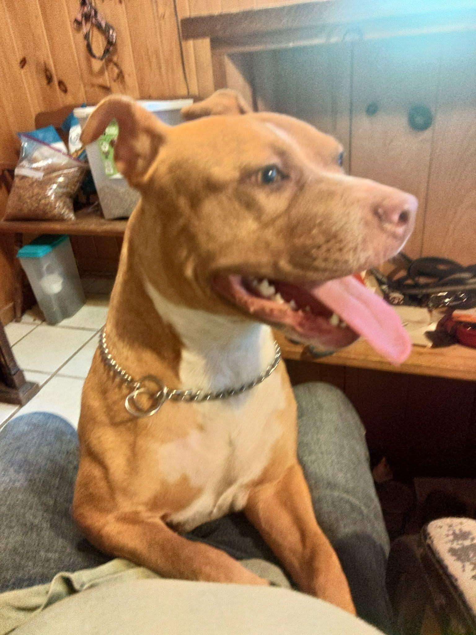 Enlarge Luna, a Adoptable Pit Bull Terrier in Whitestone, NY image 2/3