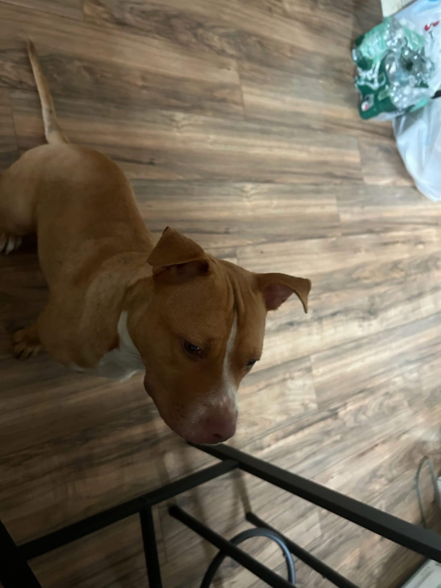 Enlarge Luna, a Adoptable Pit Bull Terrier in Whitestone, NY image 3/3