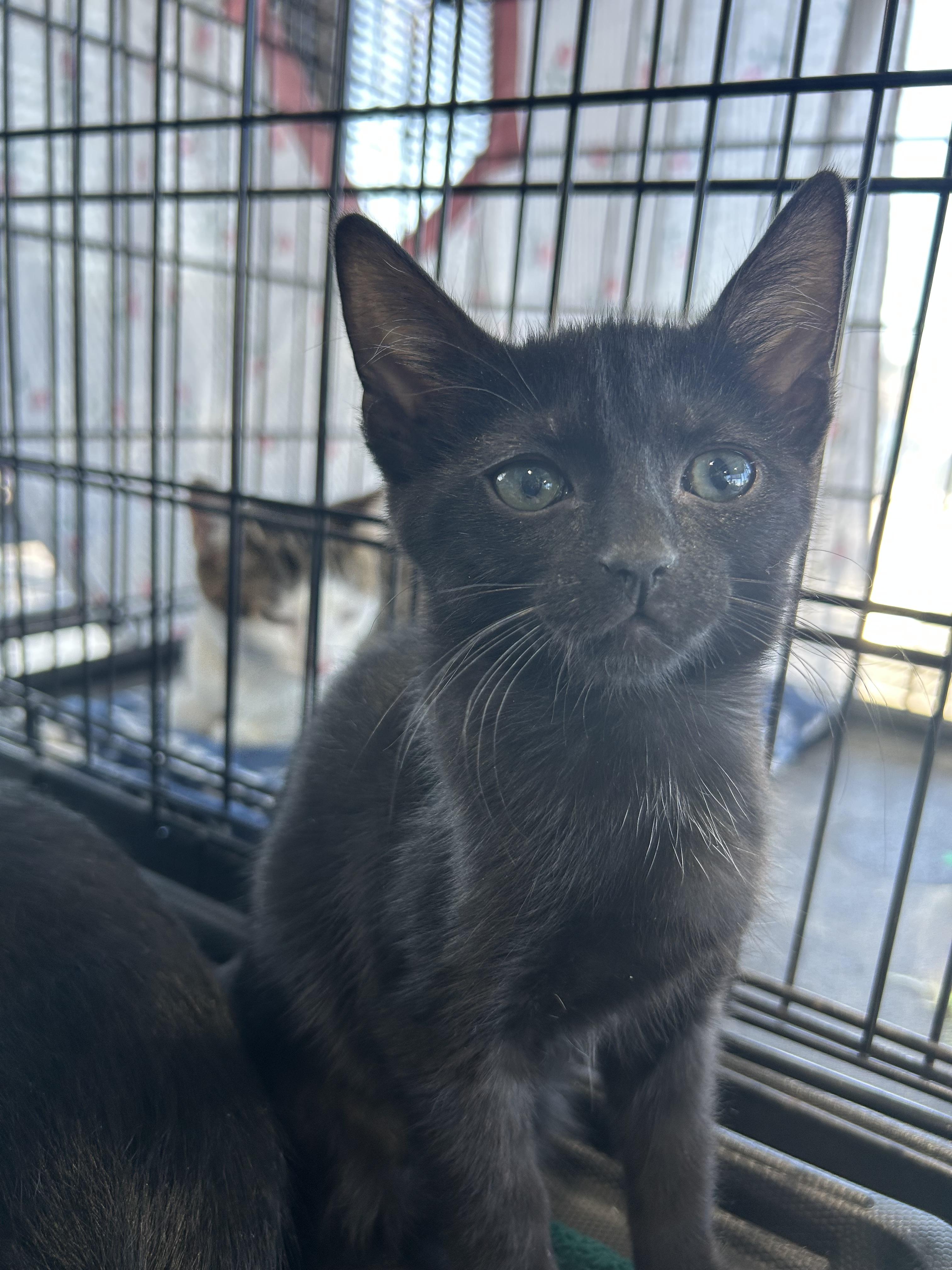 Enlarge Rosemary, a Adoptable Domestic Short Hair in Toledo, OH image 1/1