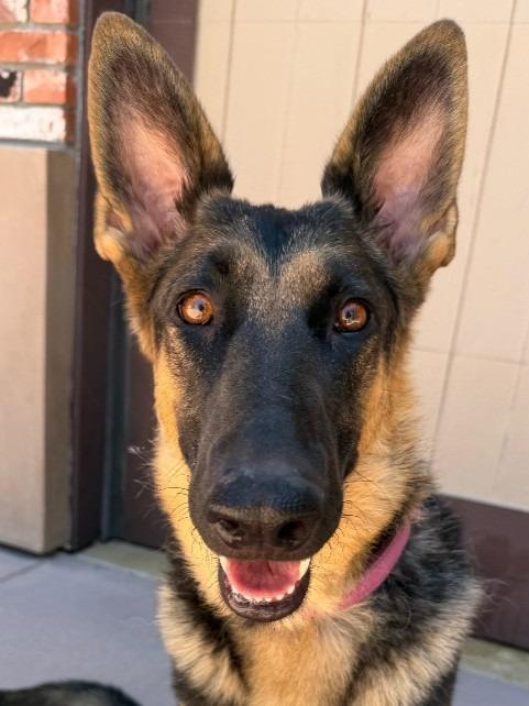 Katniss- Adopt me!, a Adoptable mixed breed in Lake Forest, CA image 1/6