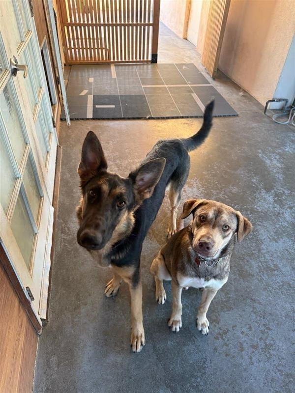 Katniss- Adopt me!, a Adoptable mixed breed in Lake Forest, CA image 1/6