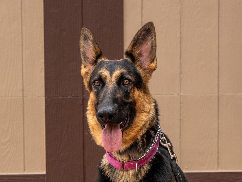 Katniss- Adopt me!, Adoptable, Adult Female German Shepherd Dog.