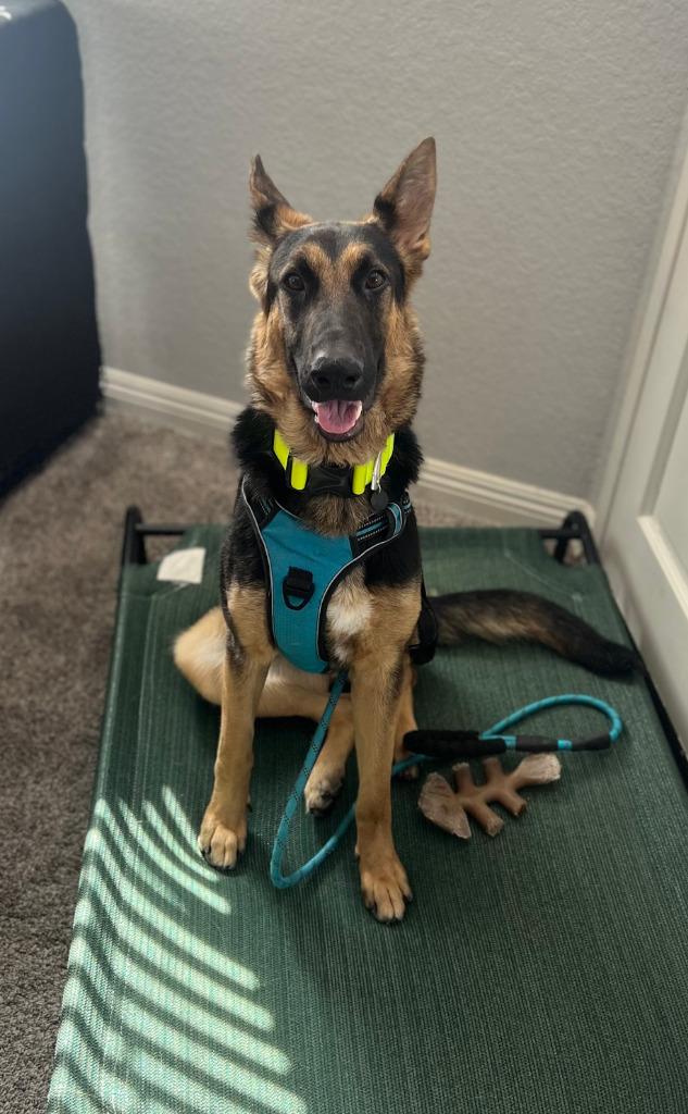 Katniss- Adopt me!, a Adoptable mixed breed in Lake Forest, CA image 2/6