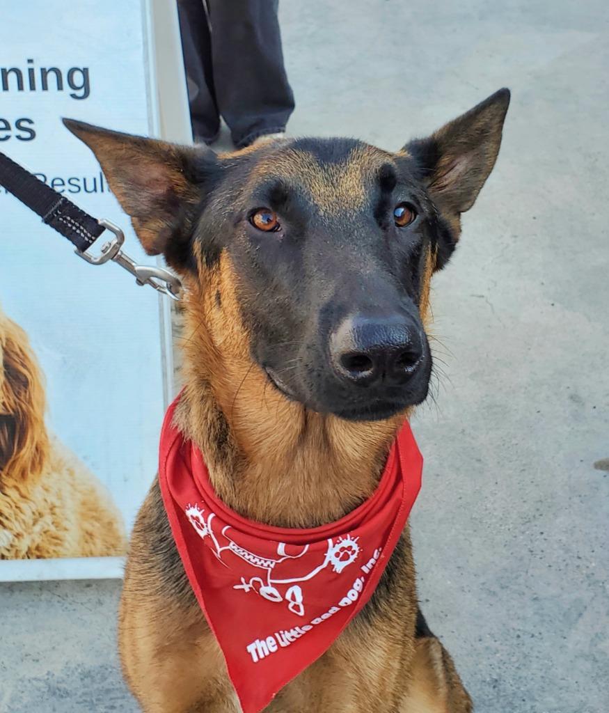 Katniss- Adopt me!, a Adoptable mixed breed in Lake Forest, CA image 3/6