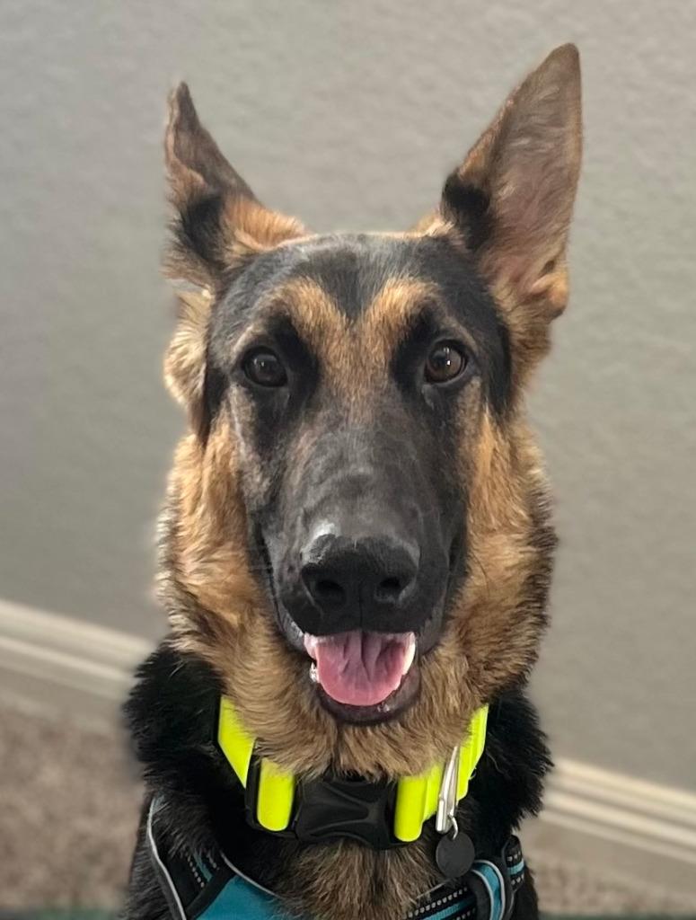 Enlarge Katniss- Adopt me!, a Adoptable mixed breed in Lake Forest, CA image 5/6