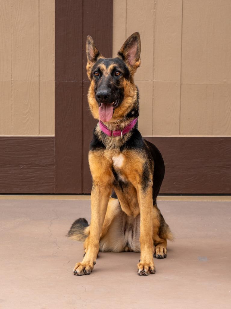 Enlarge Katniss- Adopt me!, a Adoptable mixed breed in Lake Forest, CA image 6/6