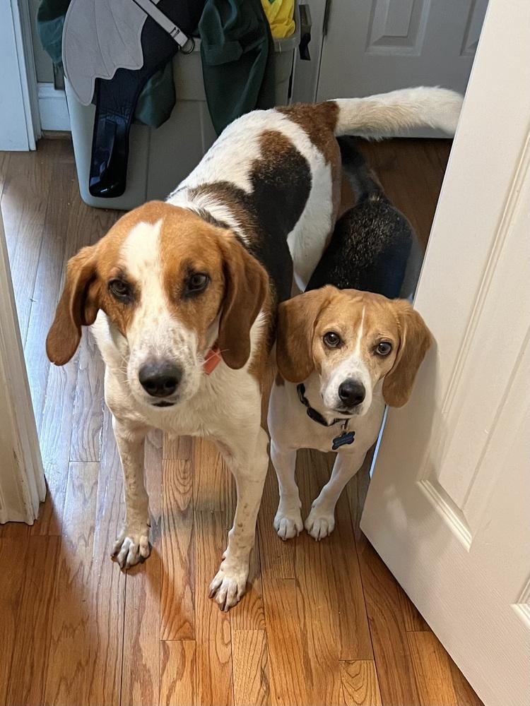 Action Jackson (aka Roy), Adoptable, Adult Male Foxhound & Hound.