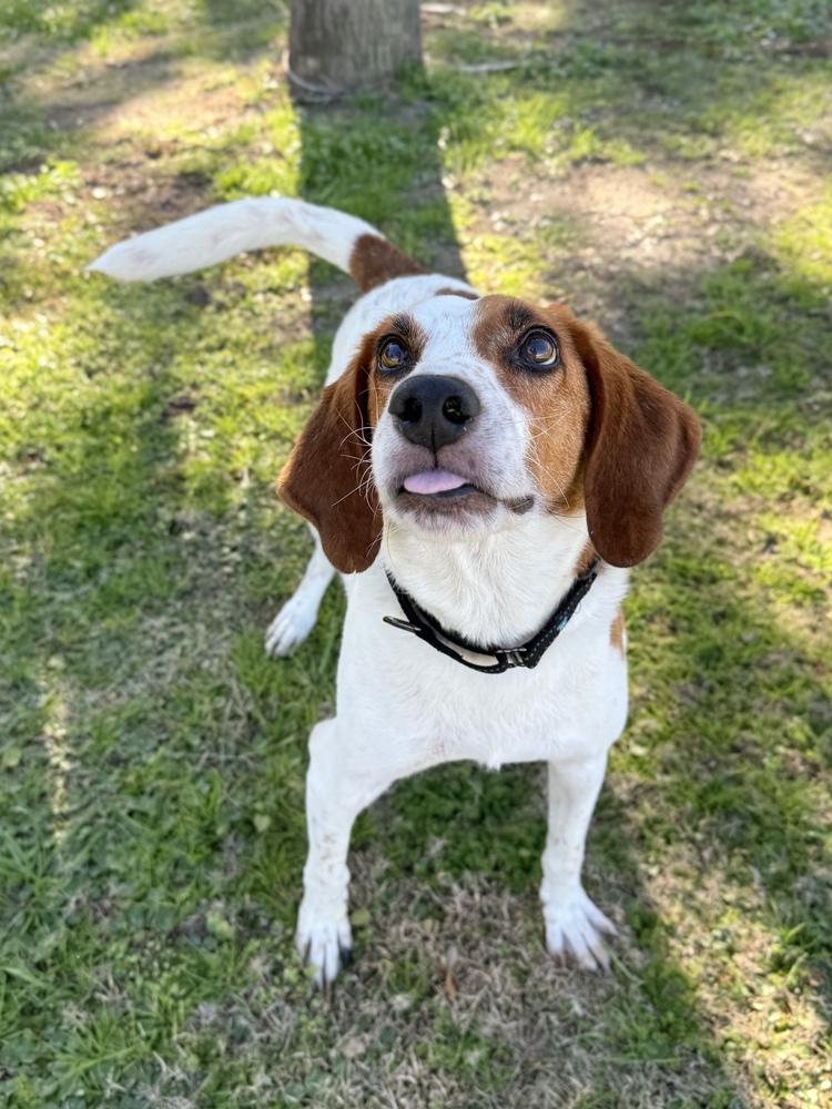 Action Jackson (aka Roy), Adoptable, Adult Male Foxhound & Hound.
