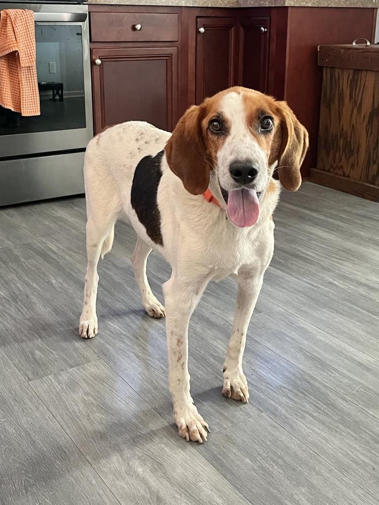 Action Jackson (aka Roy), a Adoptable mixed breed in Charleston, SC image 2/6