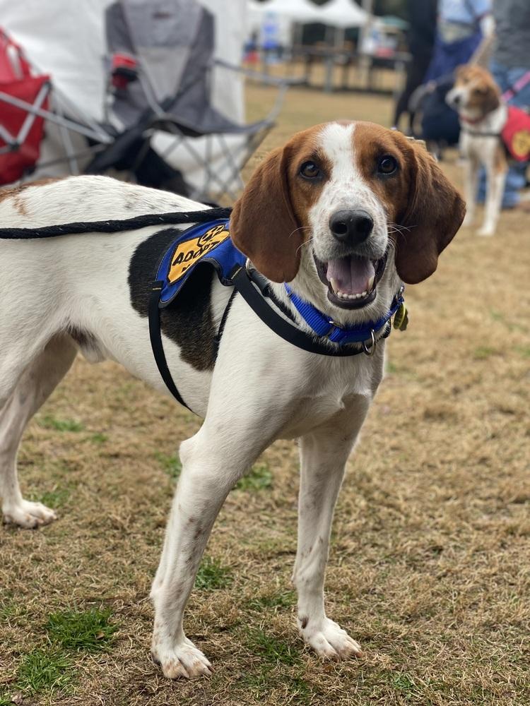 Action Jackson (aka Roy), a Adoptable mixed breed in Charleston, SC image 3/6