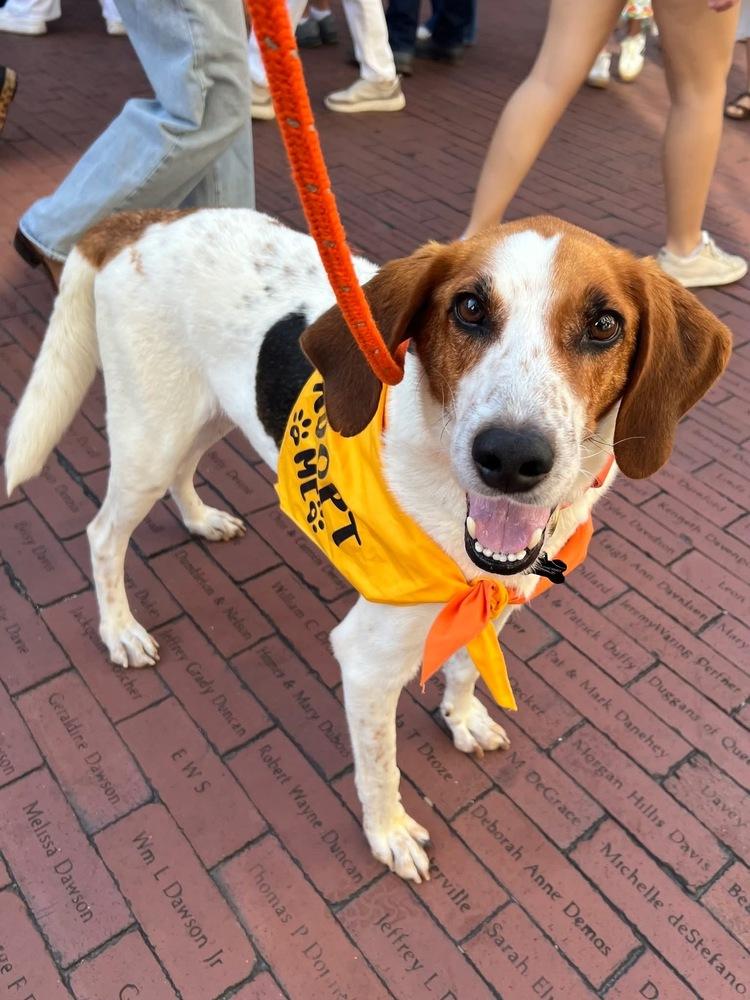 Action Jackson (aka Roy), a Adoptable mixed breed in Charleston, SC image 4/6