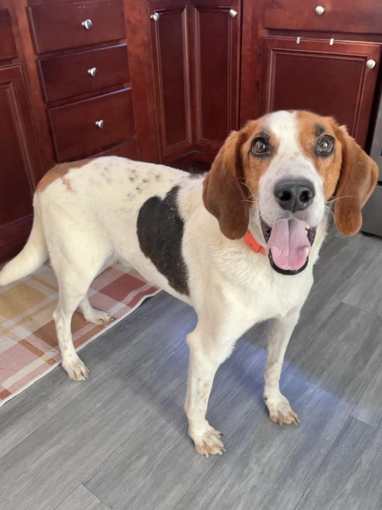 Action Jackson (aka Roy), a Adoptable mixed breed in Charleston, SC image 5/6