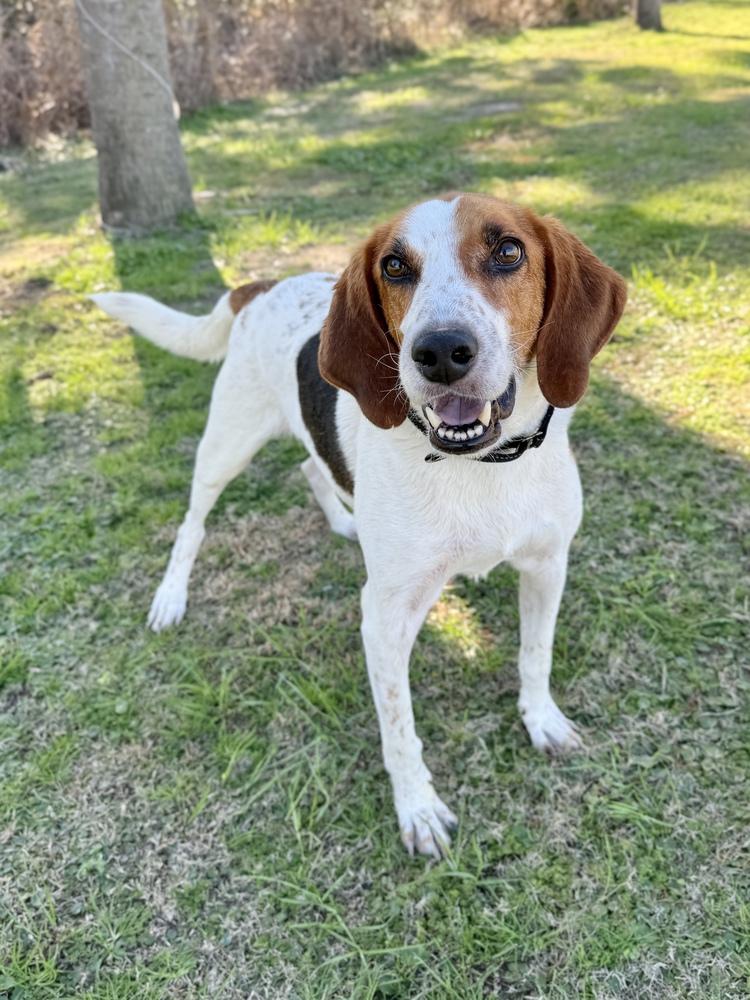 Enlarge Action Jackson (aka Roy), a Adoptable mixed breed in Charleston, SC image 5/6