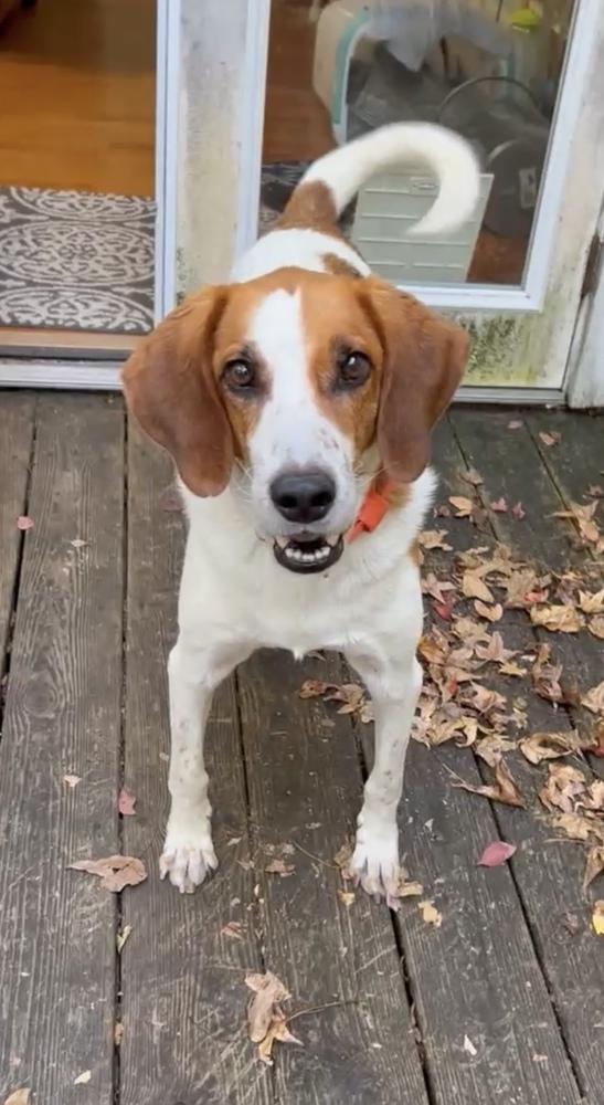 Action Jackson (aka Roy), a Adoptable mixed breed in Charleston, SC image 6/6