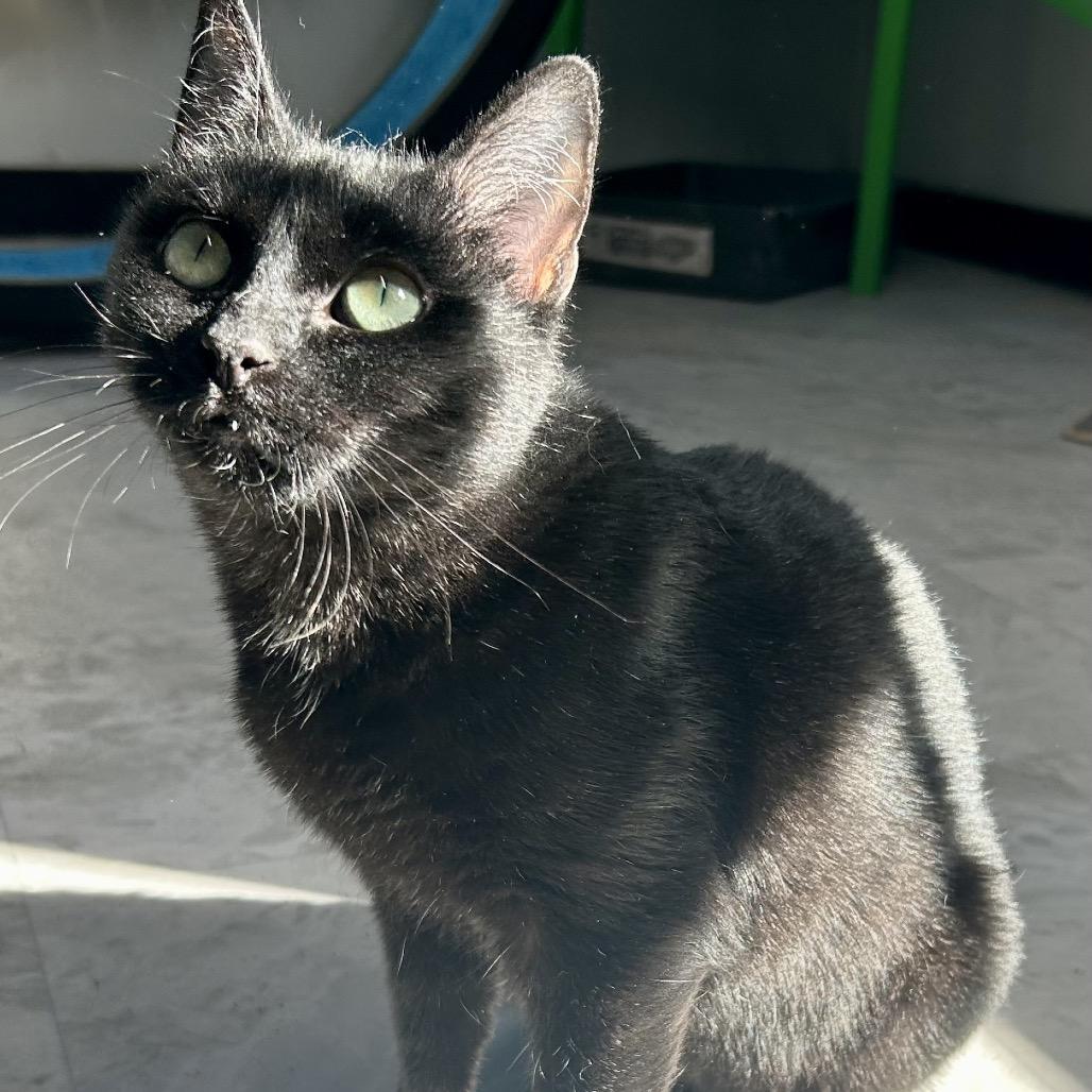 Enlarge Minnie, a Adoptable mixed breed in St Joseph, MO image 1/2