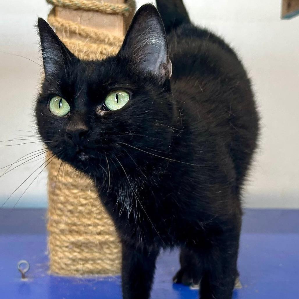 Enlarge Minnie, a Adoptable mixed breed in St Joseph, MO image 2/2