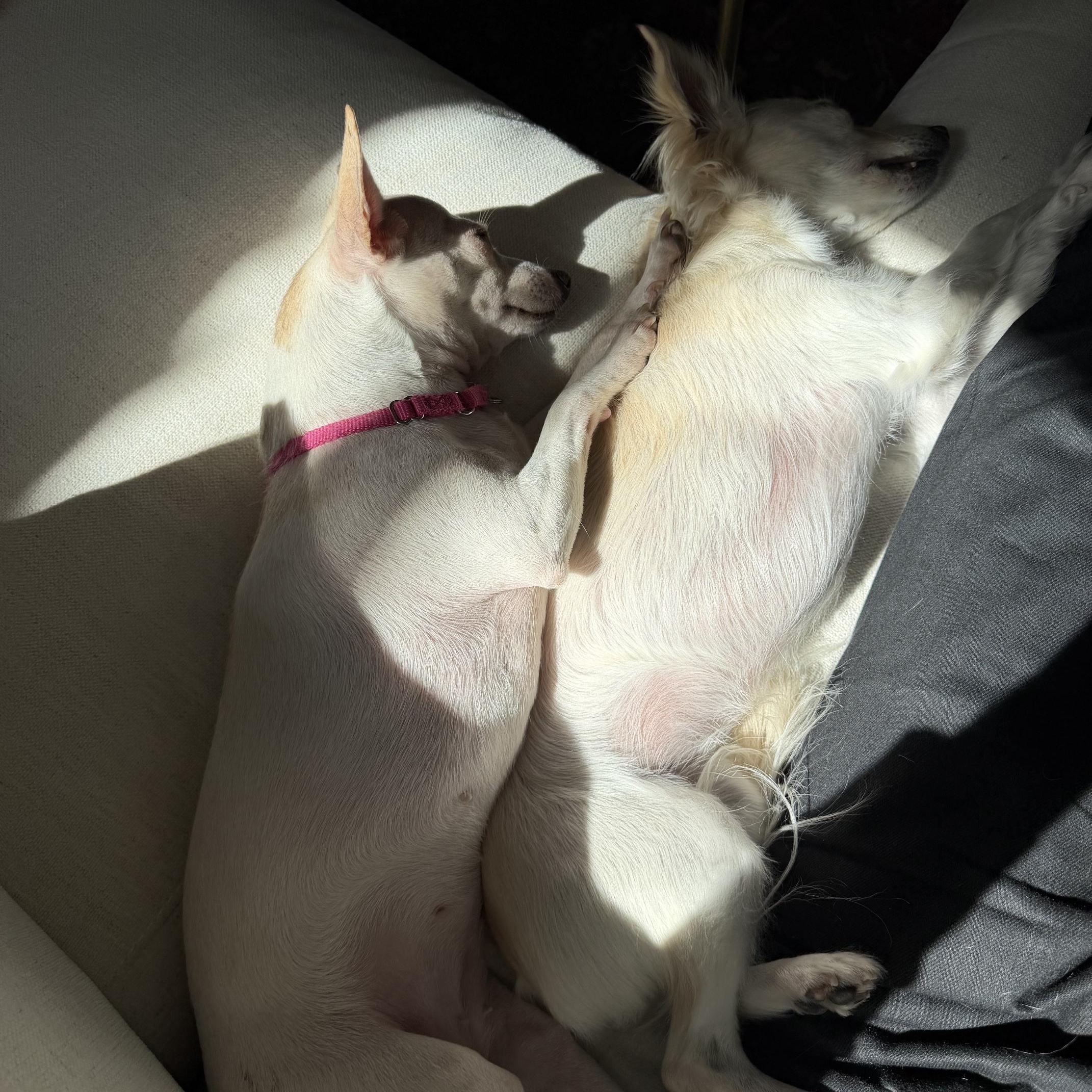 Enlarge Pandora, a Adopted Chihuahua in Brooklyn, NY image 5/6