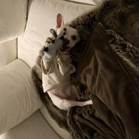 Enlarge Pandora, a Adopted Chihuahua in Brooklyn, NY image 6/6