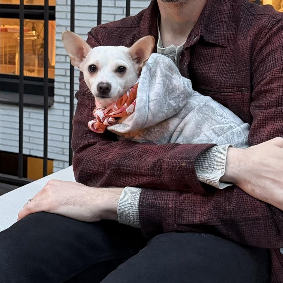 Enlarge Pandora, a Adopted Chihuahua in Brooklyn, NY image 1/6
