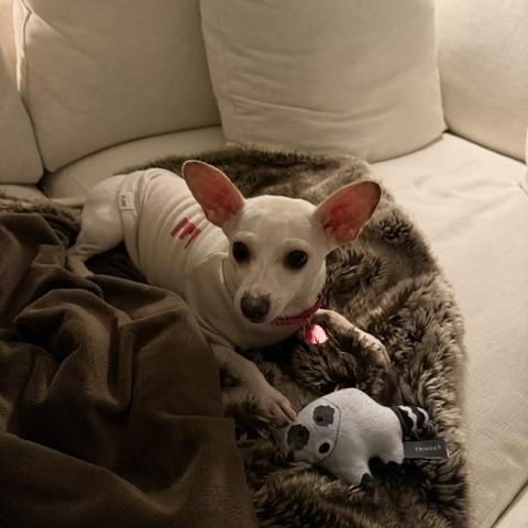 Enlarge Pandora, a Adopted Chihuahua in Brooklyn, NY image 4/6