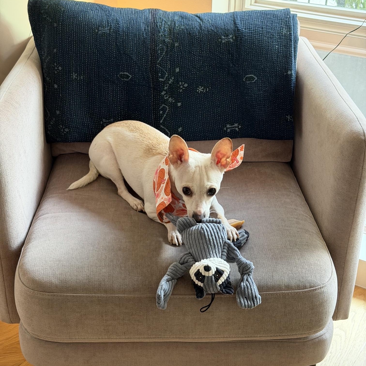 Enlarge Pandora, a Adopted Chihuahua in Brooklyn, NY image 3/6