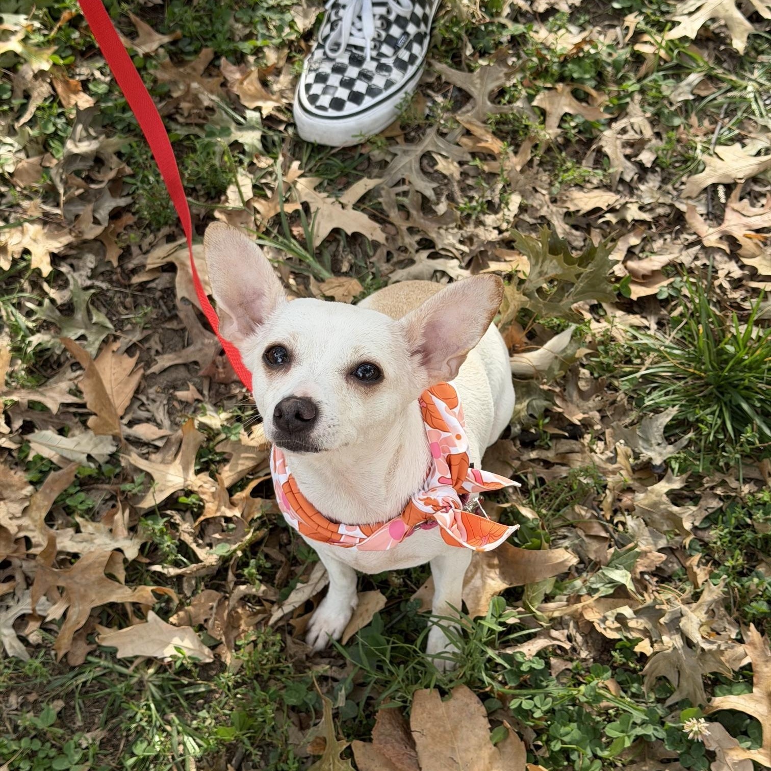 Enlarge Pandora, a Adopted Chihuahua in Brooklyn, NY image 2/6