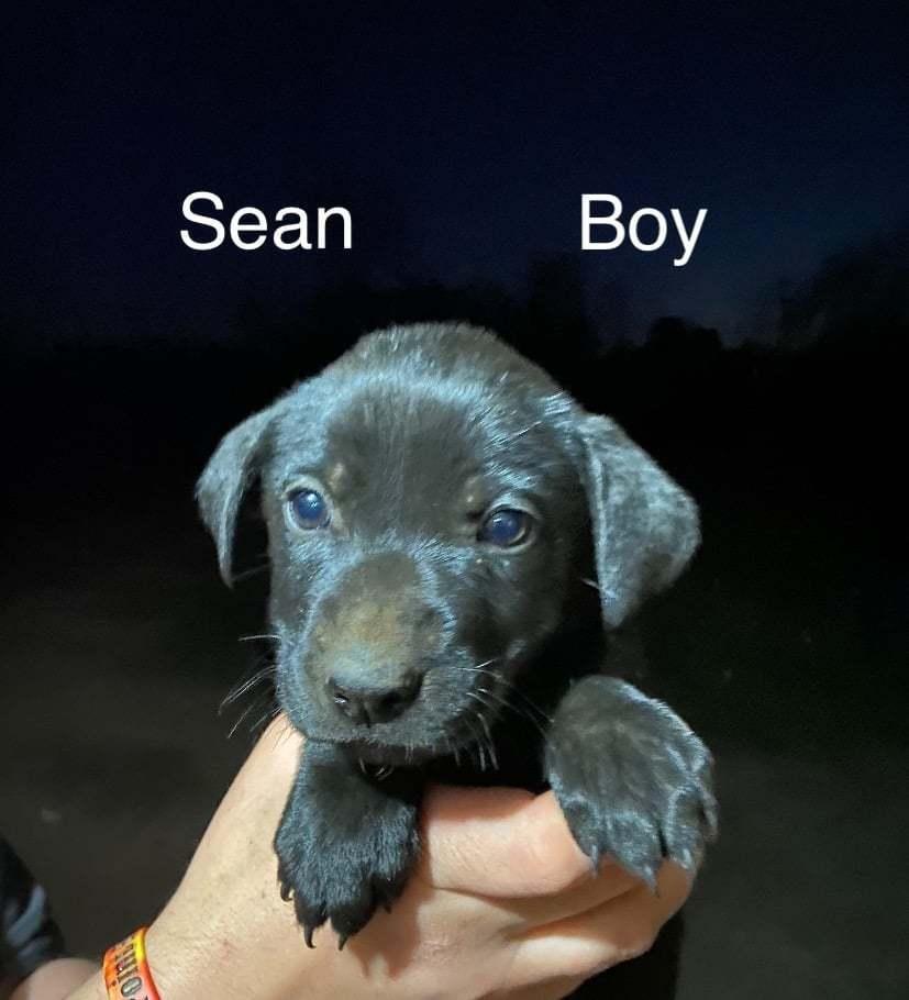 Sean, Adopted, Puppy Male Labrador Retriever.