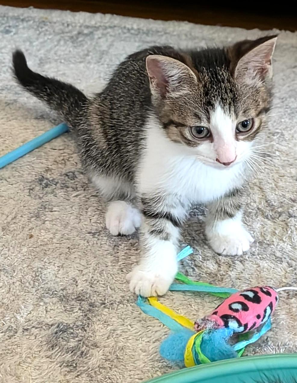 Excalibur, a ADOPTABLE Tabby in Stoney Creek, ON image 2/3