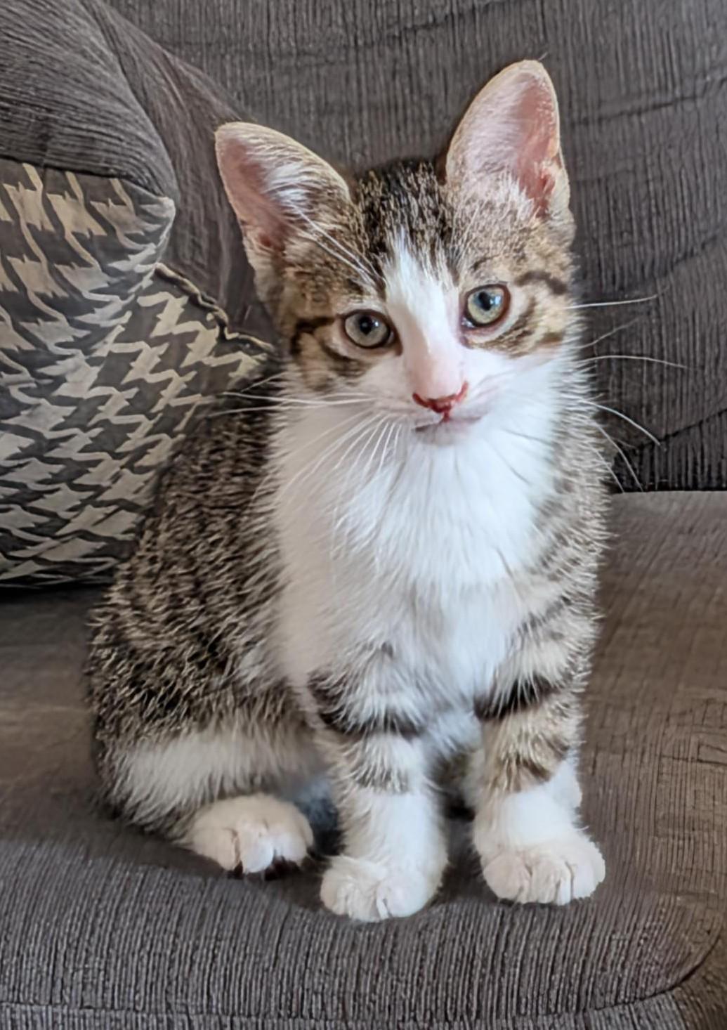 Excalibur, a ADOPTABLE Tabby in Stoney Creek, ON image 1/3